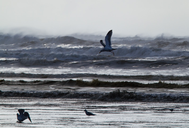 Gull In Flight